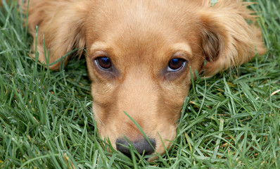 Sad puppy eyes