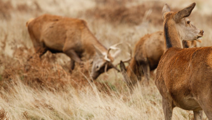 Deer in richmond park