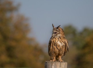 Eagle Owl