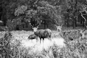 black and white deer