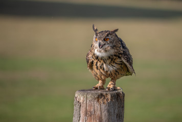 Eagle Owl