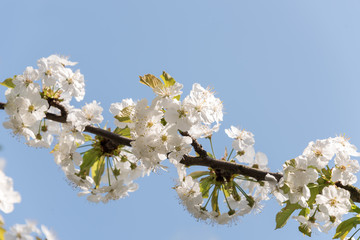 White cherry blossoms on tree branch - isolated against blue sky