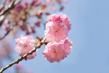 Looking up at pink Sakura flowers against blue sky - cherry blossom tree in spring