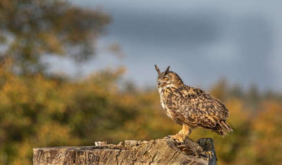 Eagle Owl