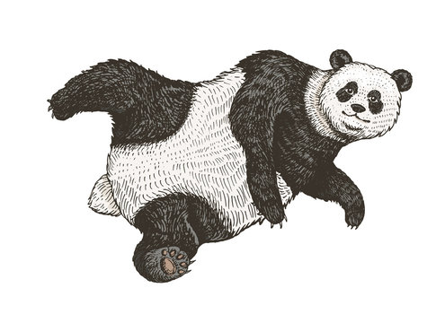 Soaring Giant panda. A wild cute animal falls down. black and white Asian bear in China. Vintage style. Engraved hand drawn sketch.