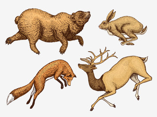 Soaring red Fox Hare Rabbit northern brown Bear Deer. Set of Wild forest animal jumping up. Vintage style. Engraved hand drawn sketch.