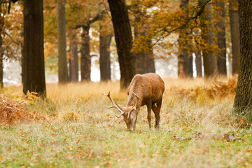 Deer in richmond park