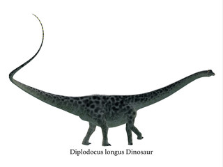 Diplodocus Dinosaur Side Profile with Font - Diplodocus was a sauropod herbivorous dinosaur that lived in North America during the Jurassic Period. © Catmando