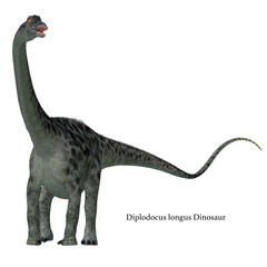 Diplodocus Dinosaur Tail with Font - Diplodocus was a sauropod herbivorous dinosaur that lived in North America during the Jurassic Period. © Catmando