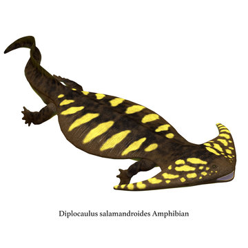 Diplocaulus Amphibian Side Profile with Font - Diplocaulus was an amphibian tetrapod that lived in the Permian and Carboniferous Periods of North America and Africa.