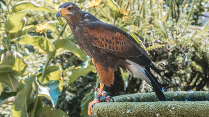 Portrait of a beautiful harris hawk