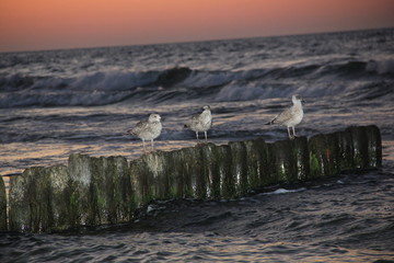 Mewy Bałtyk © Jarkus
