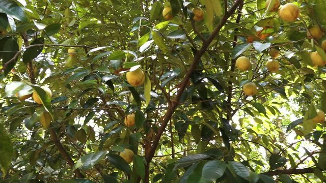 A static close-up shot of nutmeg fruit in Kerala India.