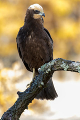 western marsh harrier (Circus aeruginosus)