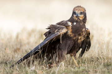 western marsh harrier (Circus aeruginosus)