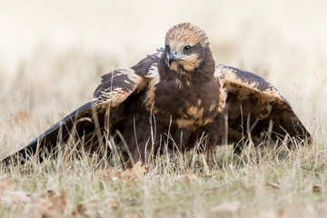 western marsh harrier (Circus aeruginosus)