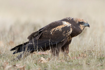western marsh harrier (Circus aeruginosus)