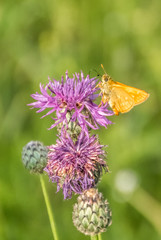 Small skipper butterfly on flower
