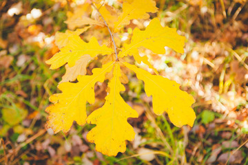 Beautiful autumn leaves at forest