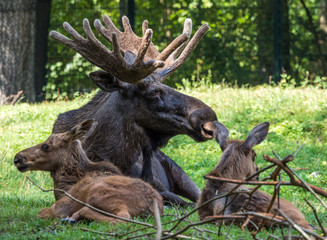 Europäischer Elch - Alces alces