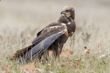 western marsh harrier (Circus aeruginosus)