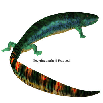 Eogyrinus Tetrapod Tail with Font - Eogyrinus was an amphibian tetrapod that lived in England during the Carboniferous Period.