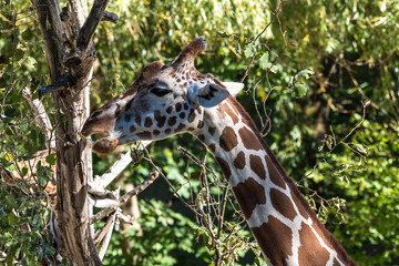 Giraffe - Giraffa camelopardalis
