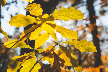 Beautiful autumn leaves at forest