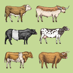 Farm cattle bulls and cows. natural milk and meat. Different breeds of domestic animals. Engraved hand drawn monochrome sketch. Vintage line art.