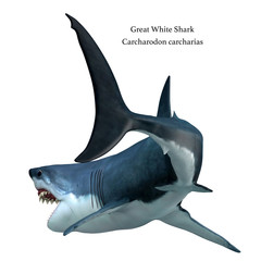 Great White Shark Tail with Font - The Great White Shark can live for 70 years and is one of the largest predators of the oceans.