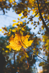 Beautiful autumn leaves at forest