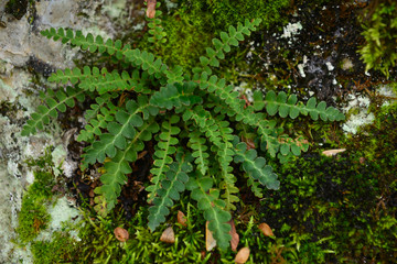 Medicinal plant for kidney stones