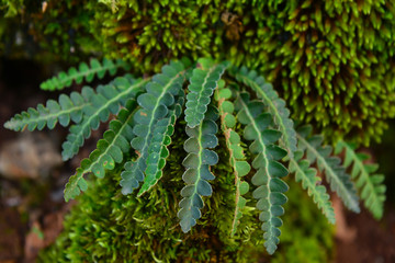 special nature tea for those who want to lose weight