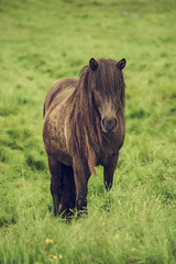 Single icelandic horse