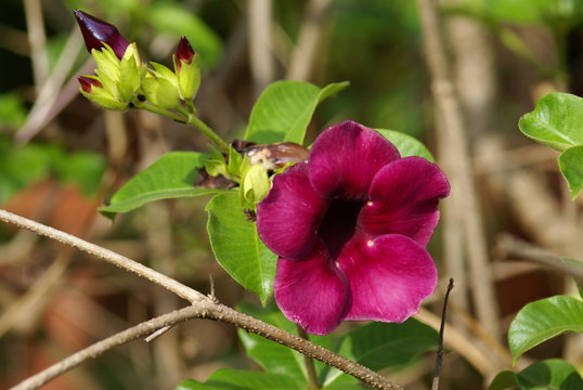 red flower in the garden