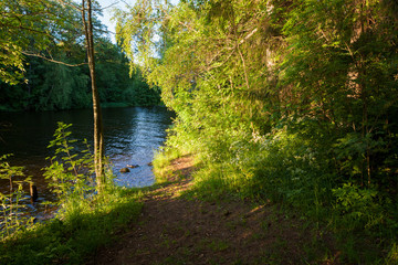 Forest landscape and lake