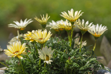 Fototapeta premium Osteospermum Yellow