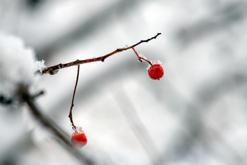 bright red rowan on snowy tree branches in winter