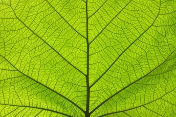 Fotobehang Extreme close-up textuur van groene bladaders © breakingthewalls