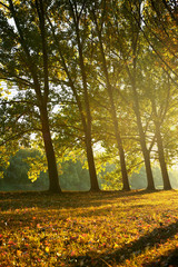 beautiful trees in the autumn forest, bright sunlight at sunset