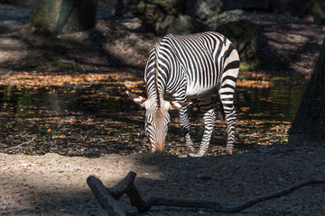 Bergzebra - Hartmann-Bergzebra - Equus zebra hartmannae