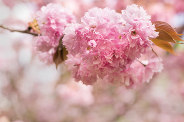 Close up of pink Sakura flowers - cherry blossoms in spring