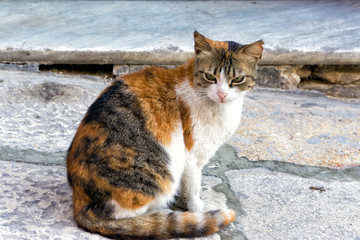 Cat in Valletta, Malta
