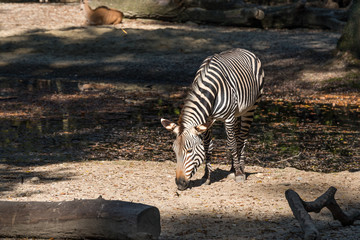 Bergzebra - Hartmann-Bergzebra - Equus zebra hartmannae