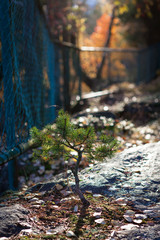 Small pine growing at forest park in sunlight