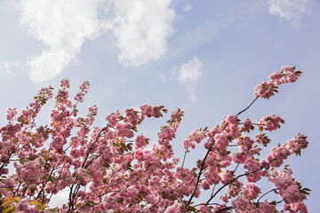 Looking up at pink Sakura flowers against blue sky - cherry blossom trees in spring © StudioN