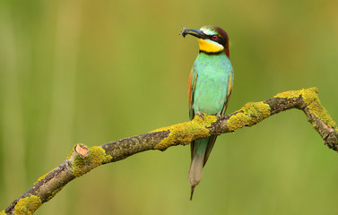 European bee eater (Merops apiaster)