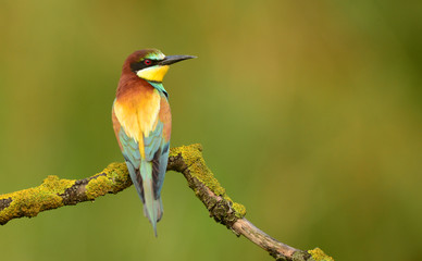 European bee eater (Merops apiaster)