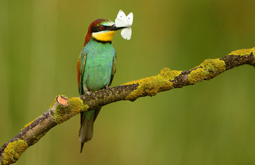 European bee eater (Merops apiaster)