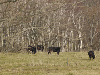  herd of cows grazing in the field